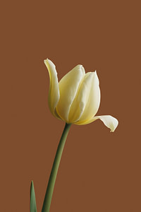 A single, delicate yellow tulip against brown.