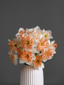 A beautiful bouquet of orange and white daffodils.
