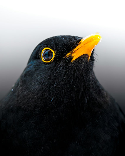 Photo by Christoph Nolte A close up of a black bird with a yellow beak