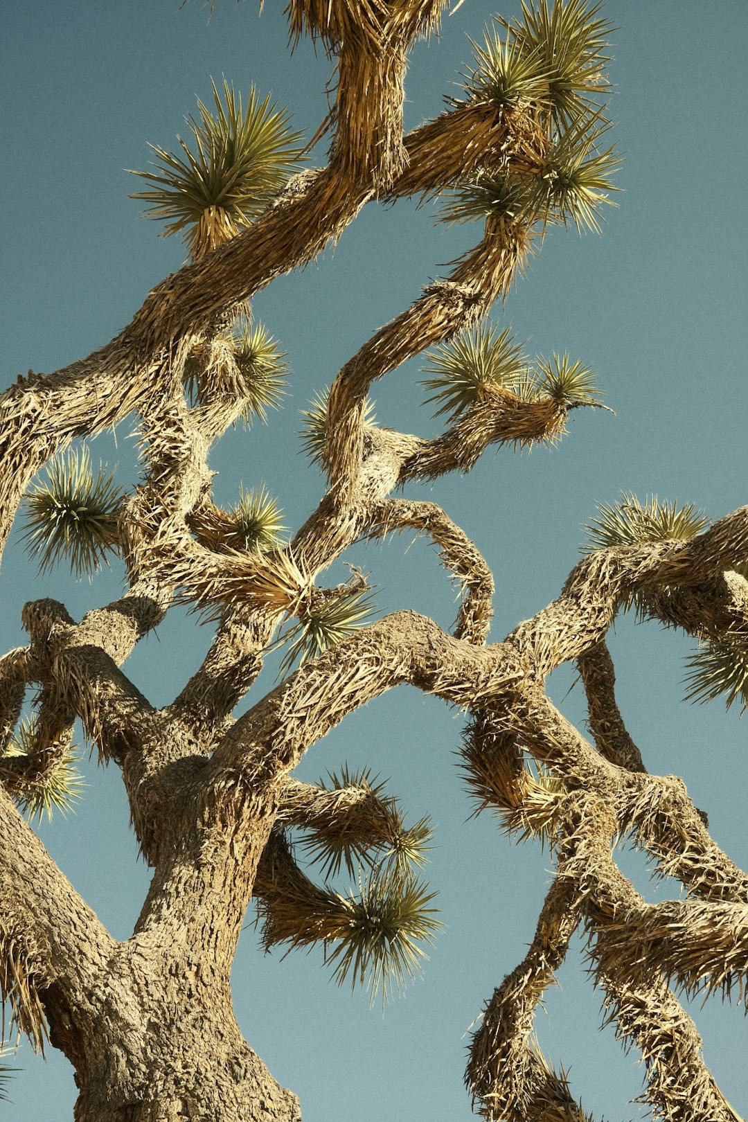 Joshua tree branches reach towards a blue sky.