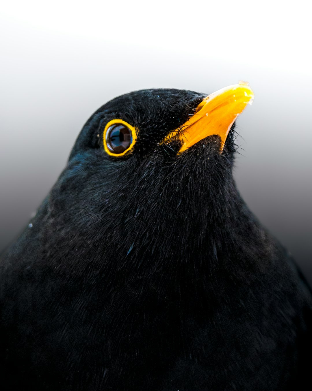 A close up of a black bird with a yellow beak